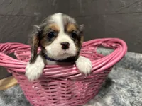 Leeanna, a female Cavalier King Charles Spaniel for sale in Athens, WI – Photo 9 of 10