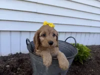 Christy, a female Cockapoo for sale in Athens, WI – 4 of 10