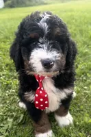 Stone, a male Bernedoodle for sale in Athens, WI – 4 of 10