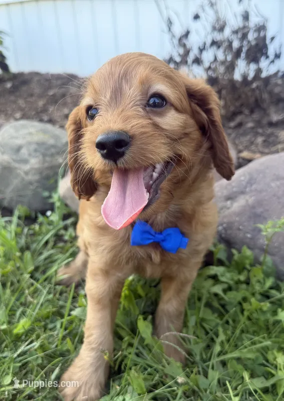 Chester – Cockapoo puppy for sale in Athens, WI