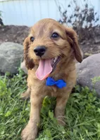 Chester, a male Cockapoo for sale in Athens, WI – 1 of 10