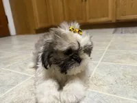 Stars, a female Shih Tzu for sale in Athens, WI – 8 of 10