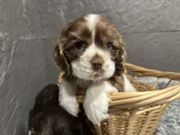 processed/460a9d35-d76f-407e-a50e-0be859d61cc8/listing/6ca4acfb-0087-4c8c-ada4-16553bcab256/301a2d08-f135-40df-9a09-e94cf1bdd068