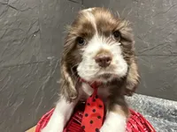 processed/460a9d35-d76f-407e-a50e-0be859d61cc8/listing/6ca4acfb-0087-4c8c-ada4-16553bcab256/39a0f0aa-5515-4991-9d4a-52f96781f7c4