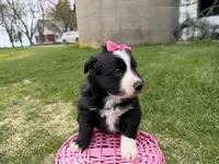 Zada, a female Australian Shepherd and Border Collie for sale in Athens, WI – 9 of 10