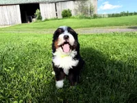 Travis, a male Bernedoodle for sale in Athens, WI – 2 of 10