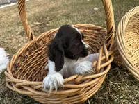 AKC Shanelle, a female Cocker Spaniel for sale in Athens, WI – Photo 9 of 10