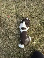 AKC Shanelle, a female Cocker Spaniel for sale in Athens, WI – Photo 6 of 10