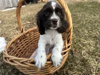 AKC Shanelle, a female Cocker Spaniel for sale in Athens, WI – Photo 1 of 10
