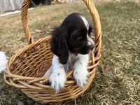 AKC Shanelle, a female Cocker Spaniel for sale in Athens, WI – Photo 4 of 10