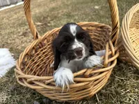 AKC Shanelle, a female Cocker Spaniel for sale in Athens, WI – Photo 5 of 10