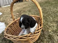 AKC Shanelle, a female Cocker Spaniel for sale in Athens, WI – Photo 3 of 10