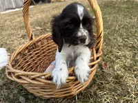 AKC Shanelle, a female Cocker Spaniel for sale in Athens, WI – Photo 10 of 10