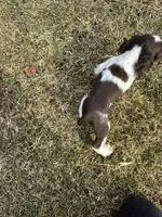AKC Shanelle, a female Cocker Spaniel for sale in Athens, WI – Photo 8 of 10