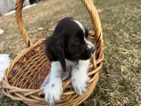 AKC Shanelle, a female Cocker Spaniel for sale in Athens, WI – Photo 2 of 10