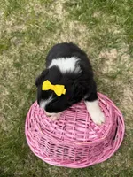 Zilla , a female Australian Shepherd and Border Collie for sale in Athens, WI – 7 of 10