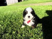 Taz , a male Bernedoodle for sale in Athens, WI – 7 of 10