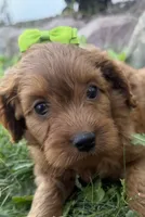 Carole, a female Cockapoo for sale in Athens, WI – 4 of 10