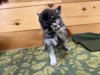 Vivian, a female Pomsky for sale in Athens, WI – 8 of 9