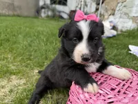 Zada, a female Australian Shepherd and Border Collie for sale in Athens, WI – 4 of 10