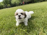 Jon, a male Bichon Frise and Shih Tzu for sale in Athens, WI – 4 of 10