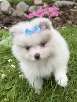 Harper, a female Pomeranian for sale in Athens, WI – 2 of 10