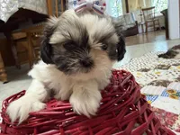 Stars, a female Shih Tzu for sale in Athens, WI – 4 of 10