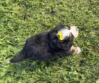 AKC Gabby, a female Bernese Mountain Dog for sale in Athens, WI – 10 of 10