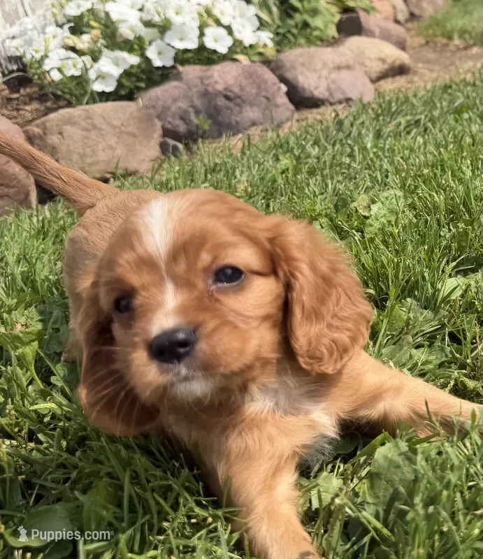 Savanna  – Cavalier King Charles Spaniel puppy for sale in Athens, WI