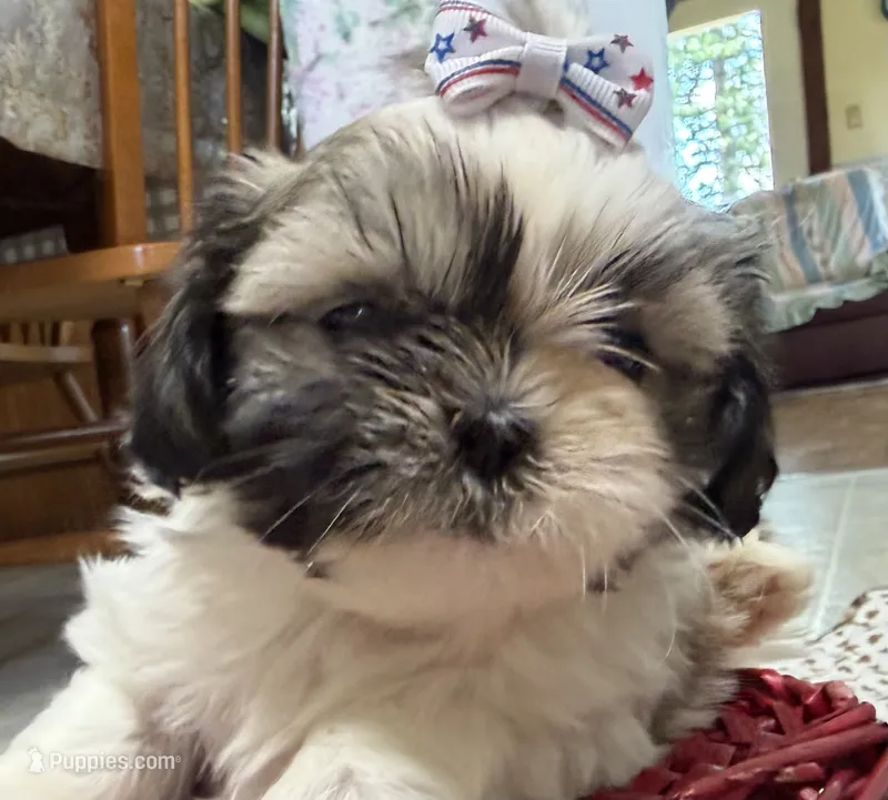Stars – Shih Tzu puppy for sale in Athens, WI