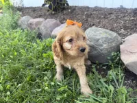 Carlee, a female Cockapoo for sale in Athens, WI – 9 of 10
