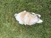 Buster, a male Bichon Frise and Shih Tzu for sale in Athens, WI – 9 of 10