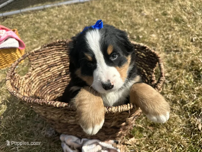 AKC Irene – Bernese Mountain Dog puppy for sale in Athens, WI