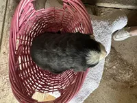 AKC Irene, a female Bernese Mountain Dog for sale in Athens, WI – Photo 2 of 2