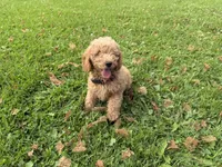 Shep, a male Miniature Goldendoodle for sale in Athens, WI – 5 of 10