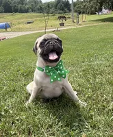 AKC AIDEN, a male Pug for sale in Athens, WI – 4 of 10