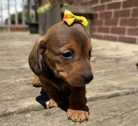 Queen , a female Miniature Dachshund for sale in Athens, WI – 6 of 10