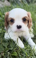 AKC Bart , a male Cavalier King Charles Spaniel for sale in Athens, WI – 2 of 10
