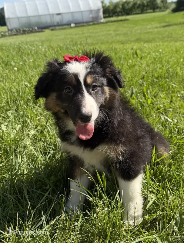 Zoey – Australian Shepherd, Border Collie puppy for sale in Athens, WI