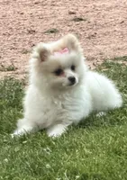 Opal, a  Maltese and Pomeranian for sale in Athens, WI – 4 of 10