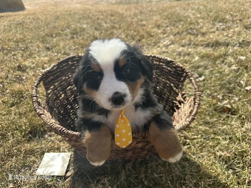 AKC Ira – Bernese Mountain Dog puppy for sale in Athens, WI