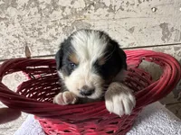 AKC Ira, a male Bernese Mountain Dog for sale in Athens, WI – Photo 7 of 8