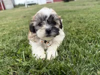 Browny, a male Bichon Frise and Shih Tzu for sale in Athens, WI – 6 of 10