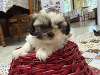 Stars, a female Shih Tzu for sale in Athens, WI – 6 of 10