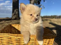 Asa, a male Pomimo for sale in Athens, WI – Photo 6 of 10