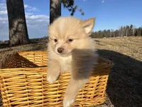 Asa, a male Pomimo for sale in Athens, WI – Photo 3 of 10