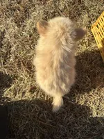 Asa, a male Pomimo for sale in Athens, WI – Photo 10 of 10