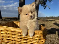 Asa, a male Pomimo for sale in Athens, WI – Photo 8 of 10