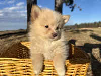 Asa, a male Pomimo for sale in Athens, WI – Photo 7 of 10