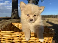 Asa, a male Pomimo for sale in Athens, WI – Photo 5 of 10